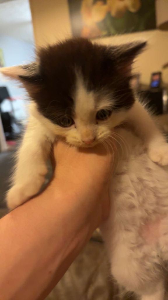 Adorable Black and White Kitten Ready for a Loving Home