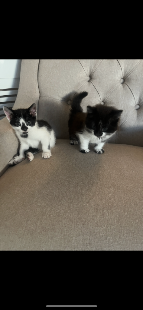 Both kittens together 