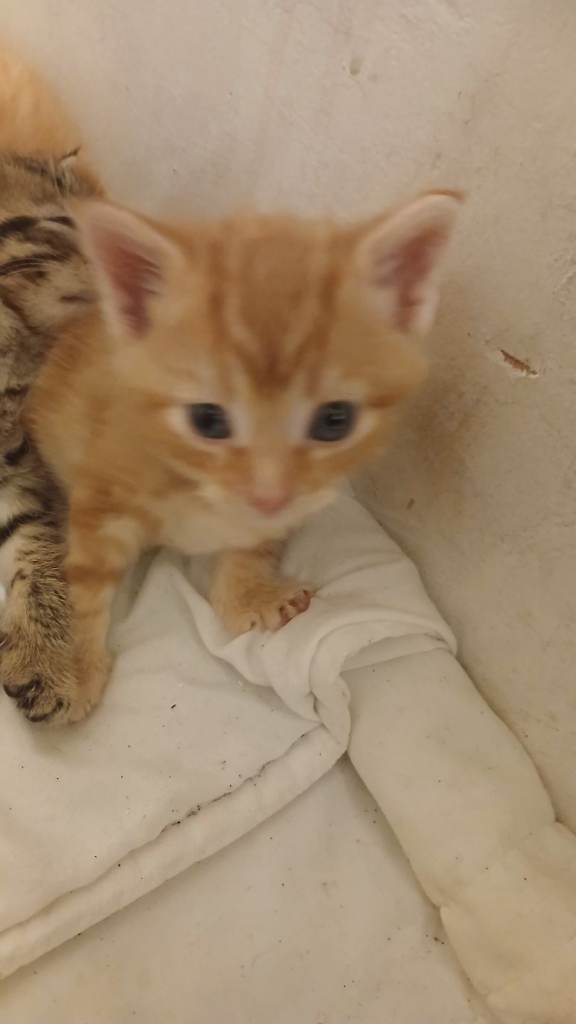 Female kittens 