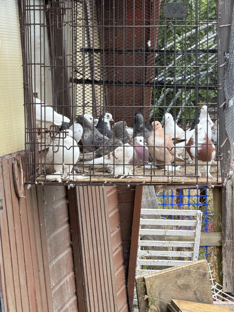 Tumbler pigeons