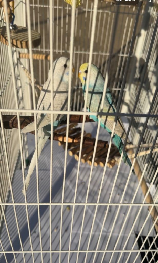 2 young budgies with cage 