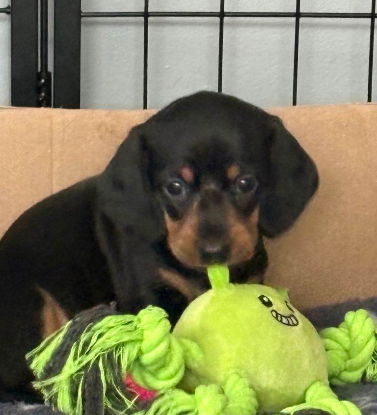 Dachshund puppies 