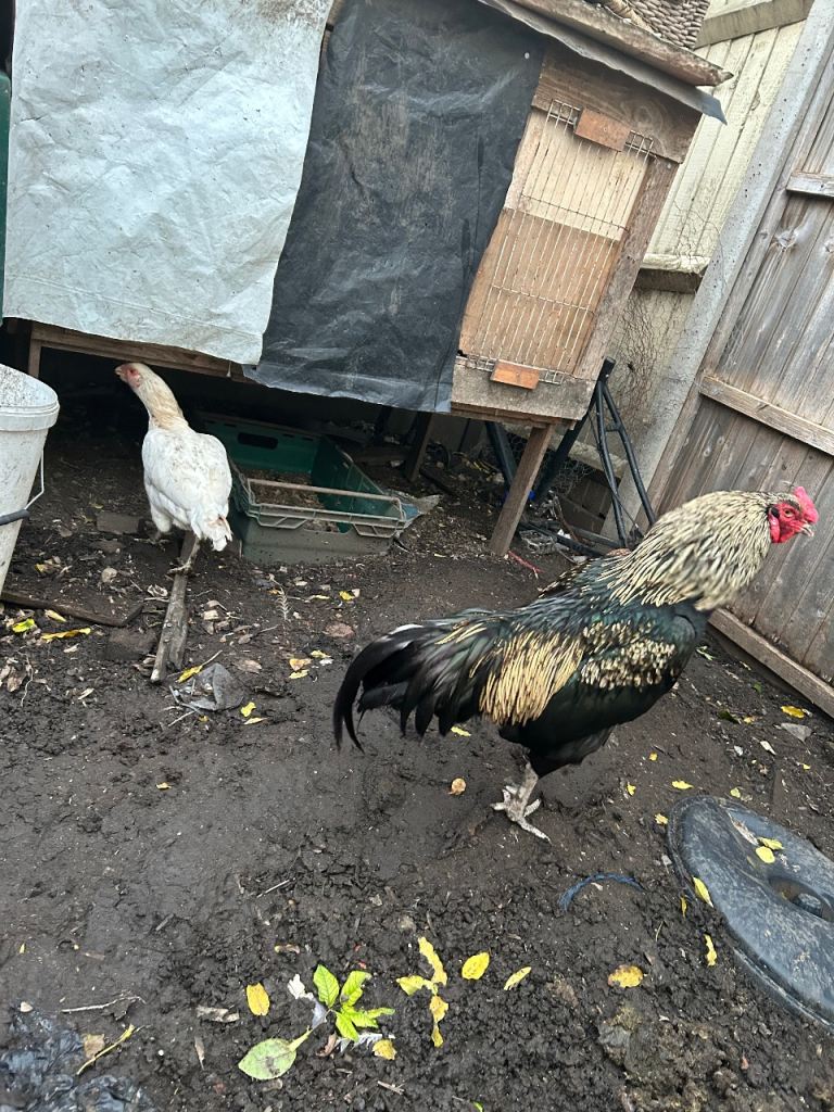 Aseel Rooster, hens and Pullets for sale