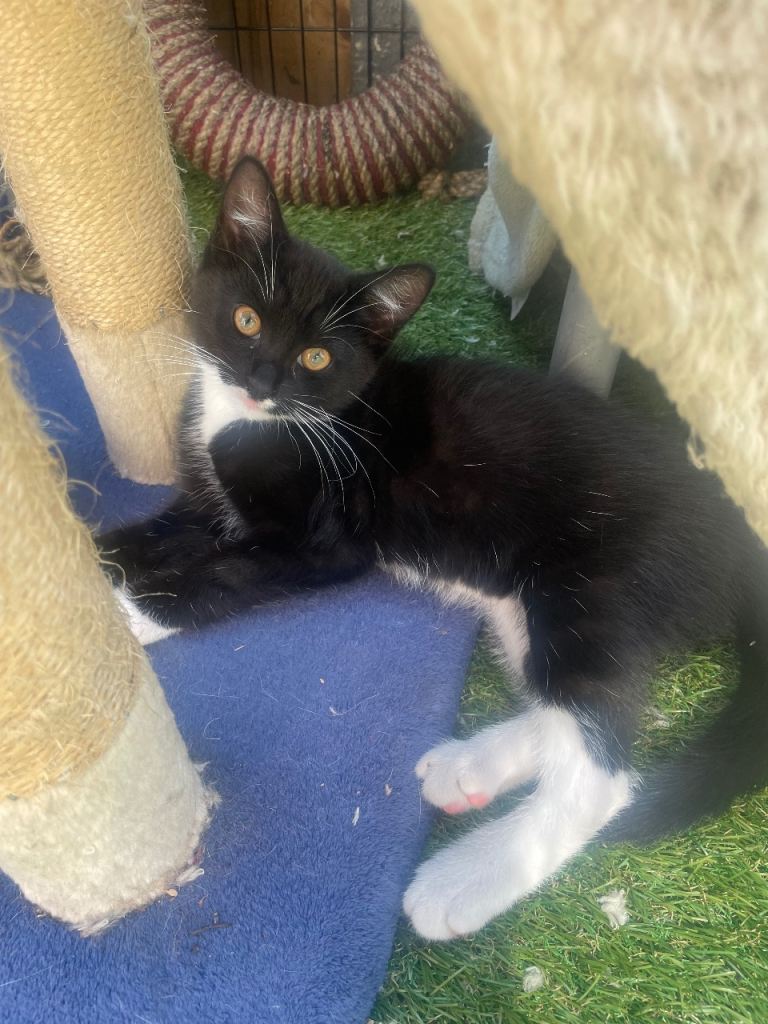 Beautiful kitten needing loving homes 