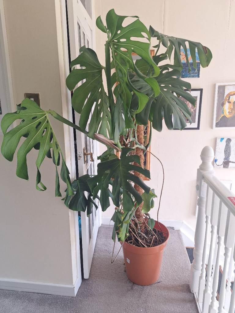 Monstera plant