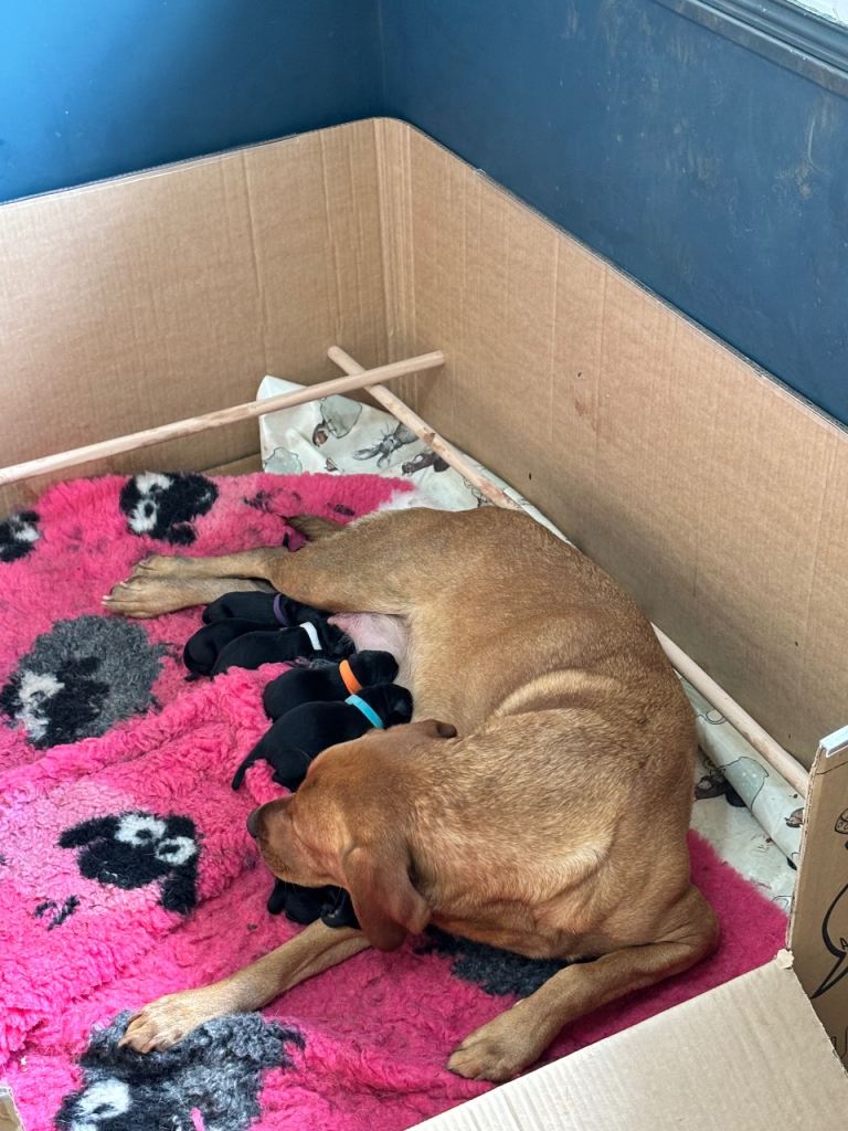 KC Reg Working Black Labrador puppies