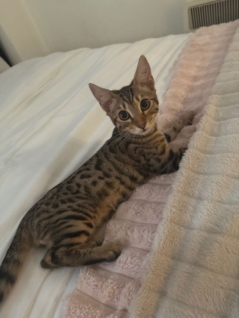 Bengal kitten 