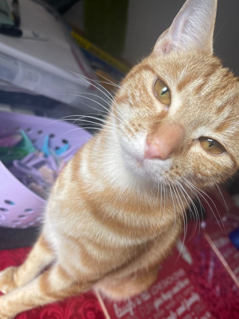 female cat