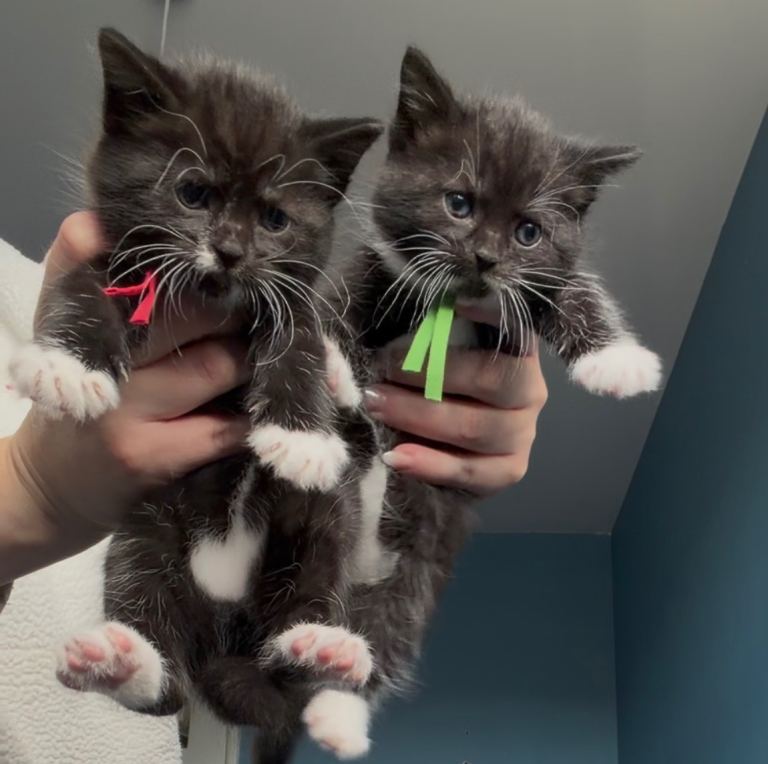 4 black & white kittens looking for homes 🐾🎃👻