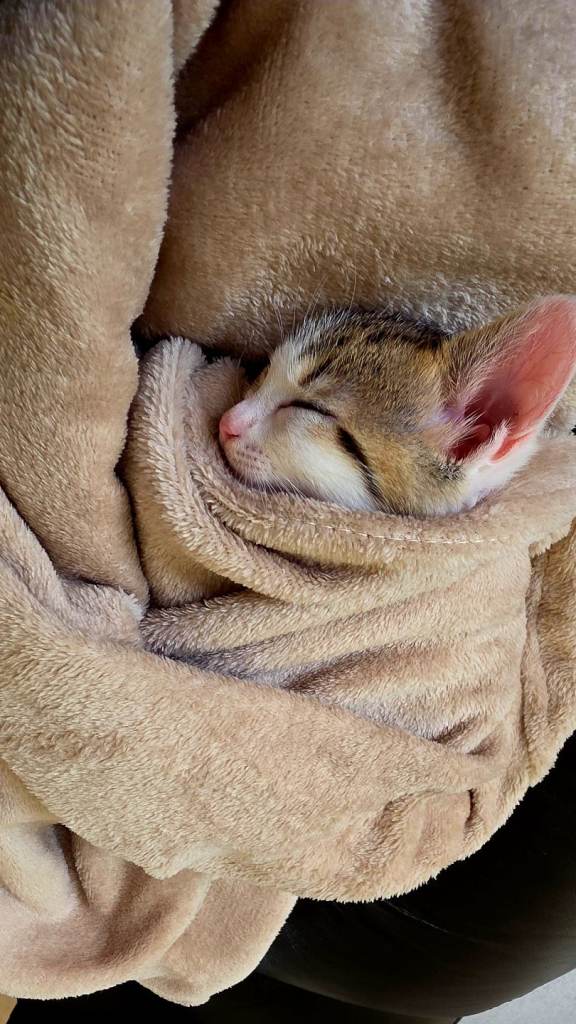 Lola the kitten