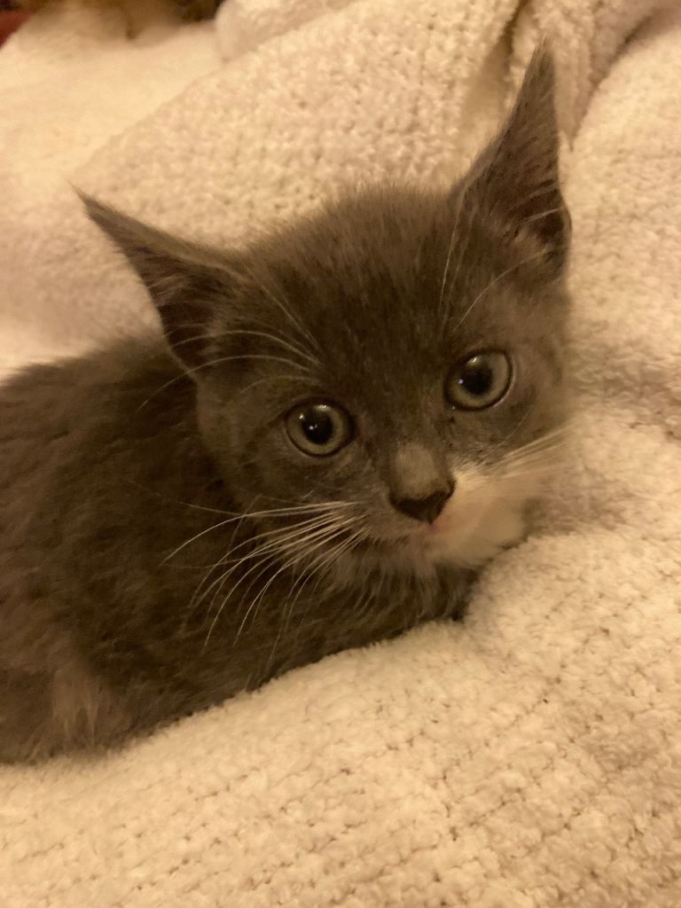 beautiful grey and white kitten