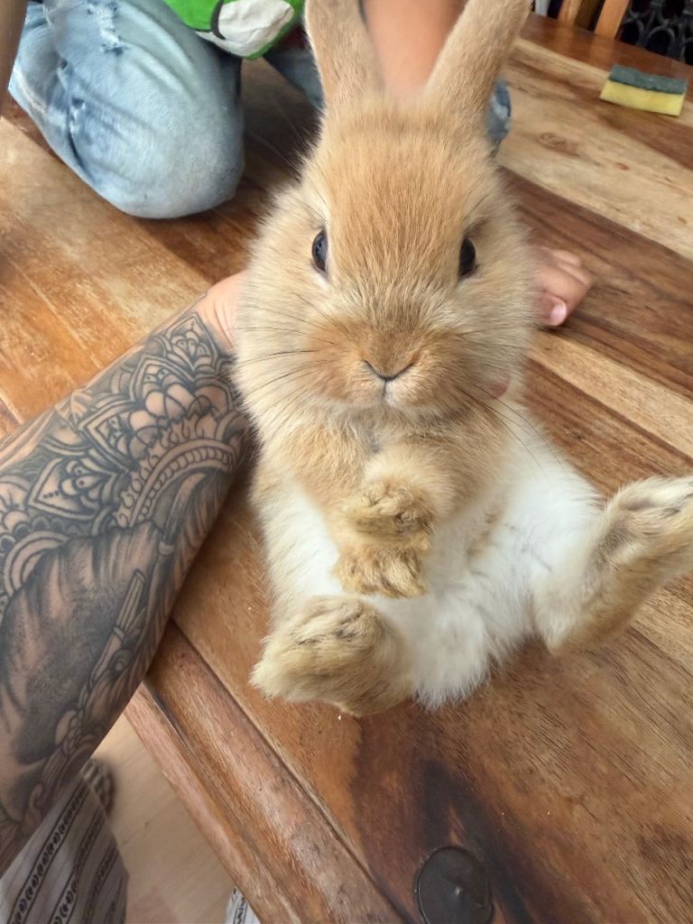 Beautiful fluffy lion head bunny’s 