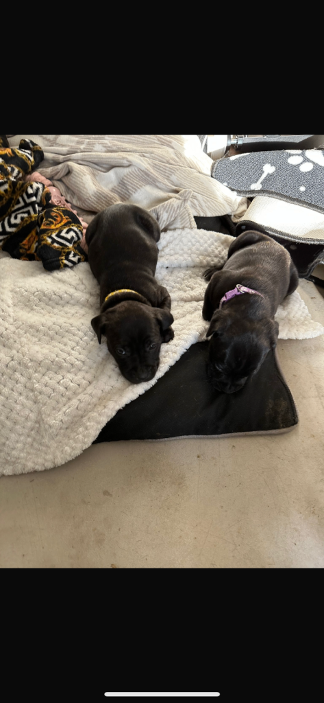 2x staff girls available 