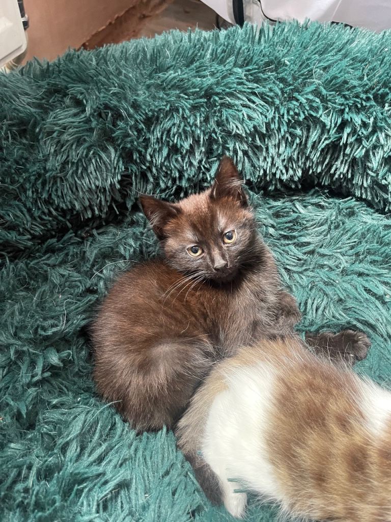 Black boy kitten 