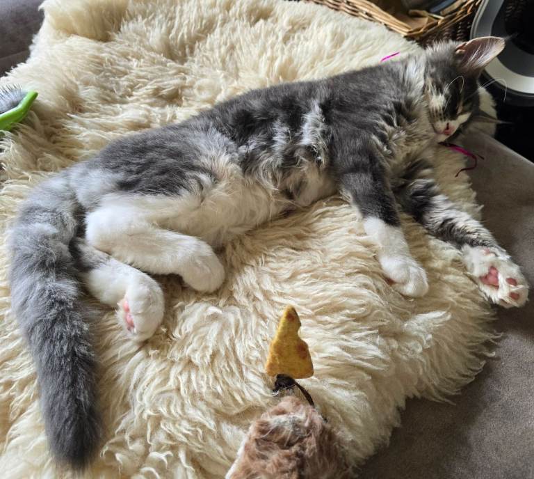 Pedigree Maine Coon Kitten 