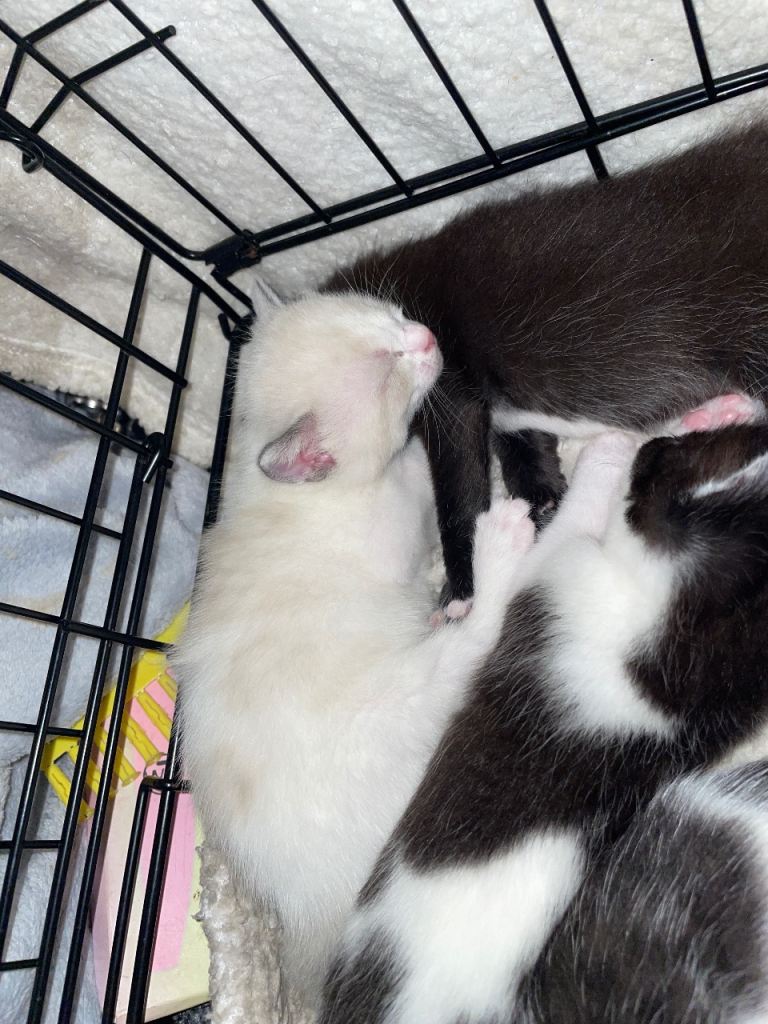 Kitten ready start of may 