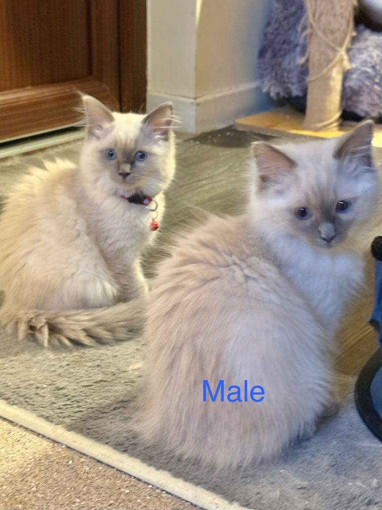 Purebred Ragdoll Kittens – 2 Boys & 1 Girl – Ready for Their Forever Homes