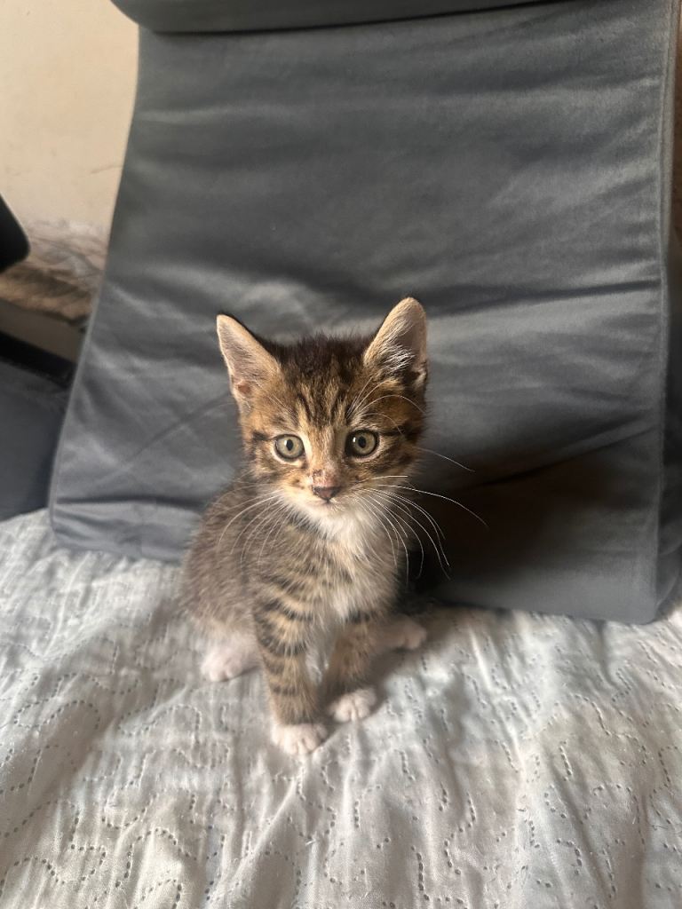 🐾 Kittens Ready for Adoption – East London
