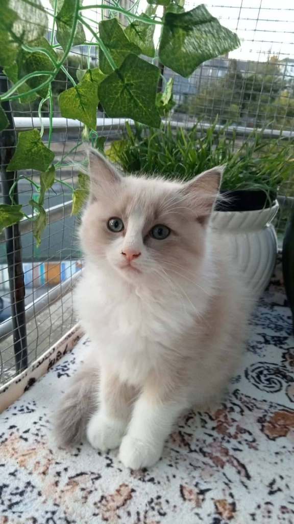 Ragdoll Kittens
