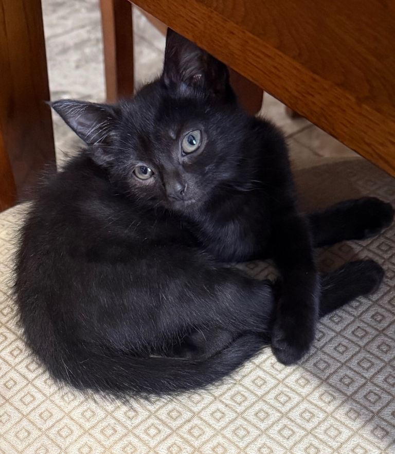 Kitten for sale