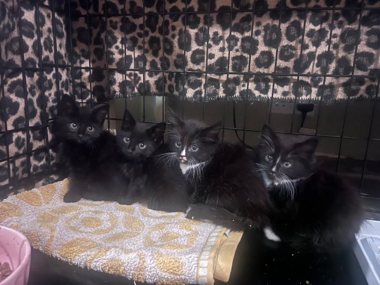 4 sweet kittens 