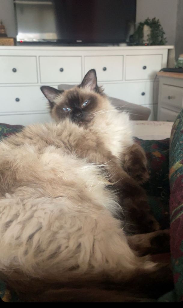 Gorgeous Ragdoll cross British shorthair kittens 