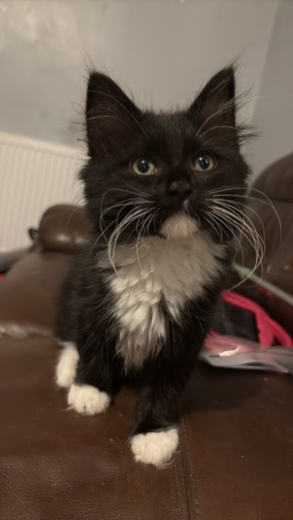 Male kitten 