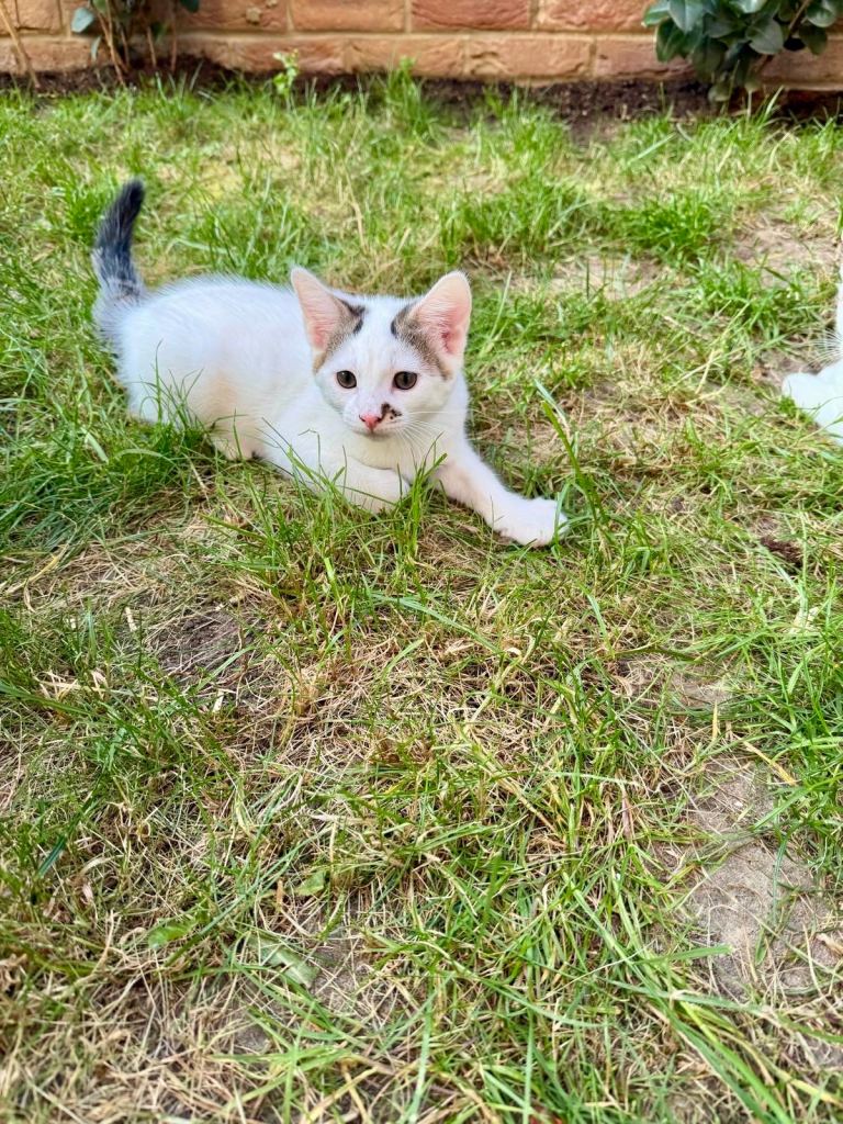 Kittens. 