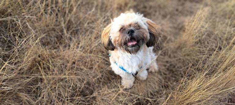 1 year old male Shihtzu 