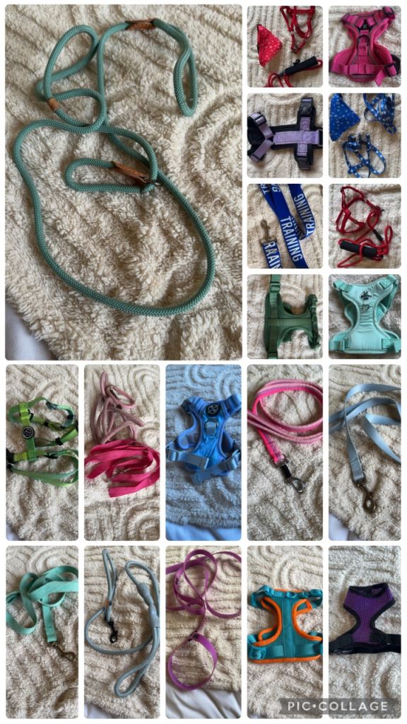 Huge dog bundle 