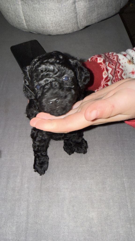 Toy poodles 