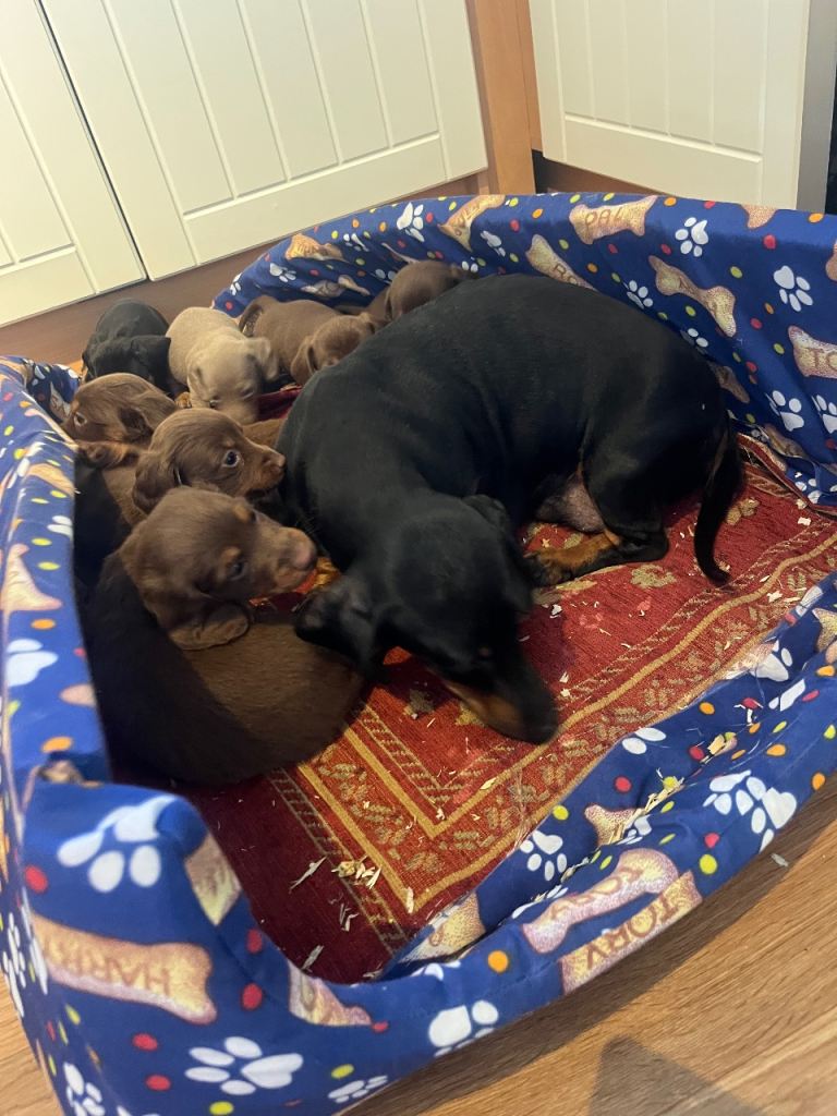 Dachshund Puppies 