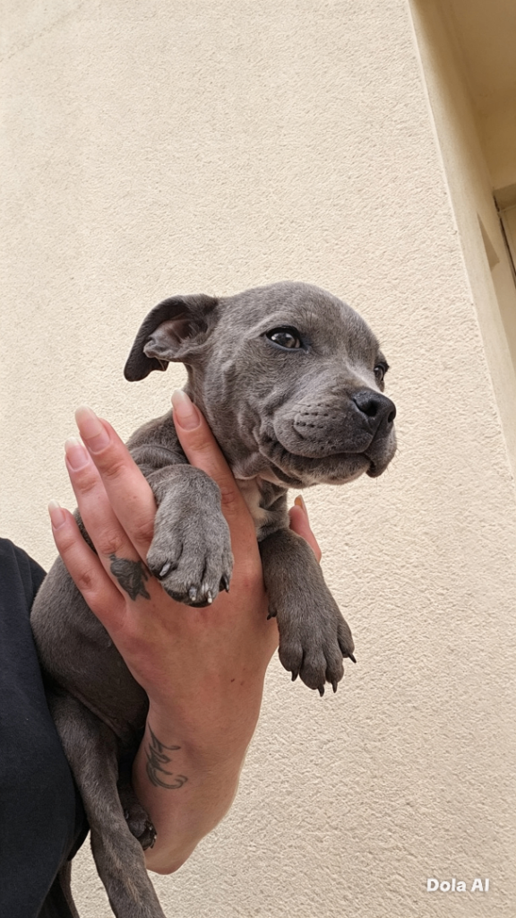 Blue Staffy Female — 12 Weeks, Last of litter REDUCED PRICE 