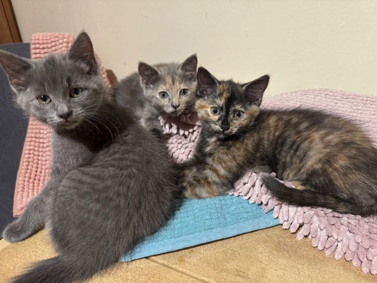 3 female kittens 