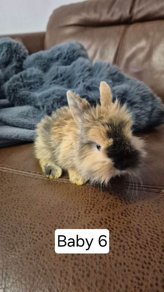 Cute bunnies mixed breed.