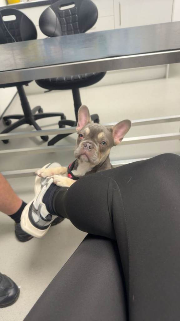 French bulldog male 