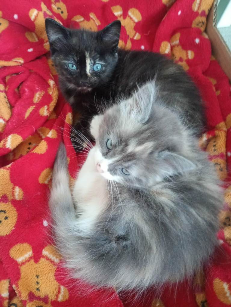 kittens ready for a new home