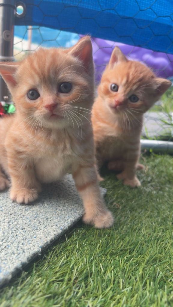 Stunning British shorthair x kittens