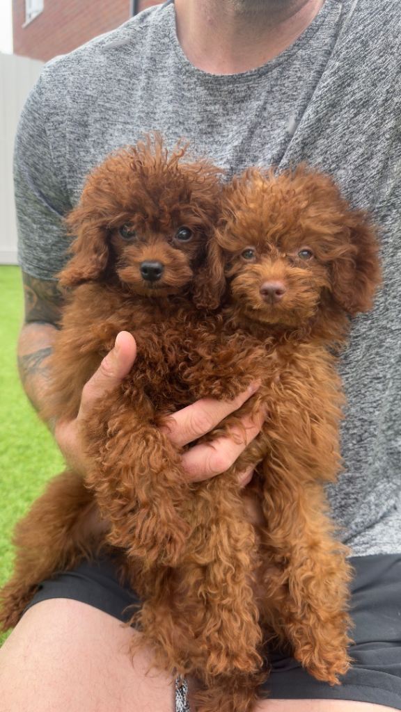 Toy Asian Poodle Puppies –  1 Girl Available 🐶