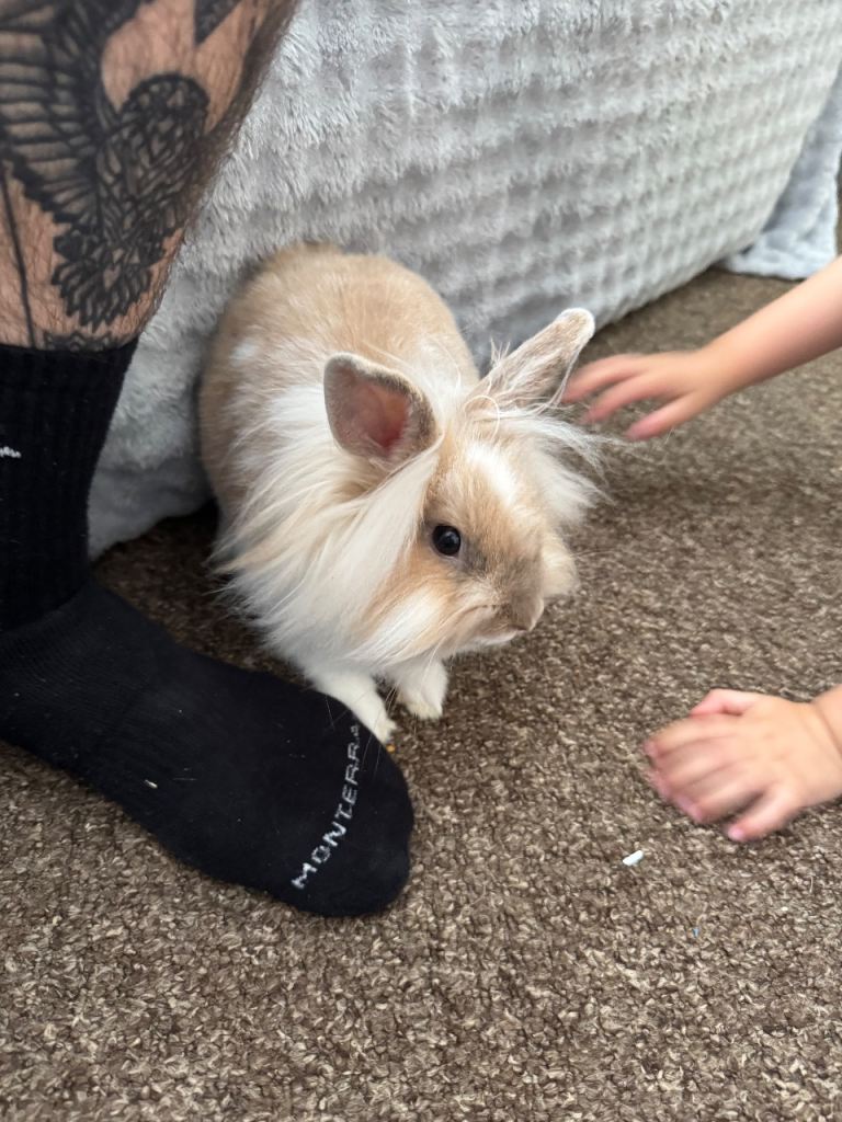 10 month old dwarf x lion head rabbit for sale 