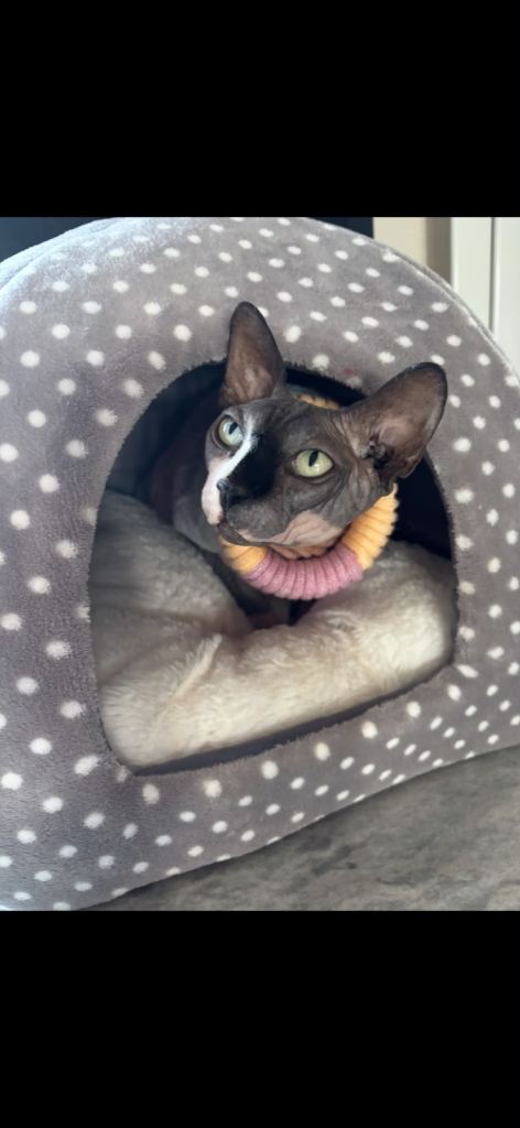 Sphynx cat