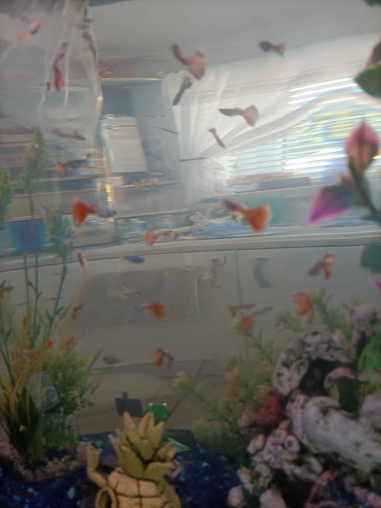 guppies 
