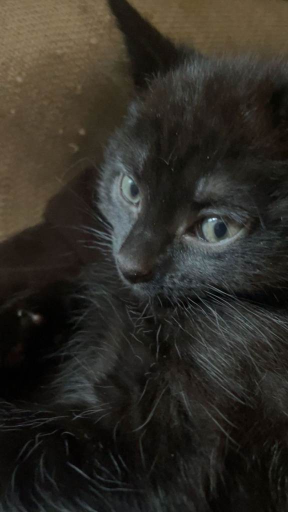 The cutest kittens! Available now