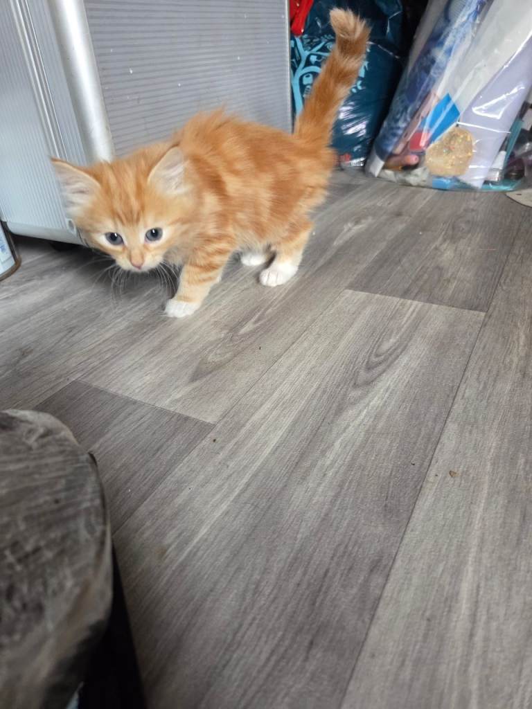 2 kittens for sale