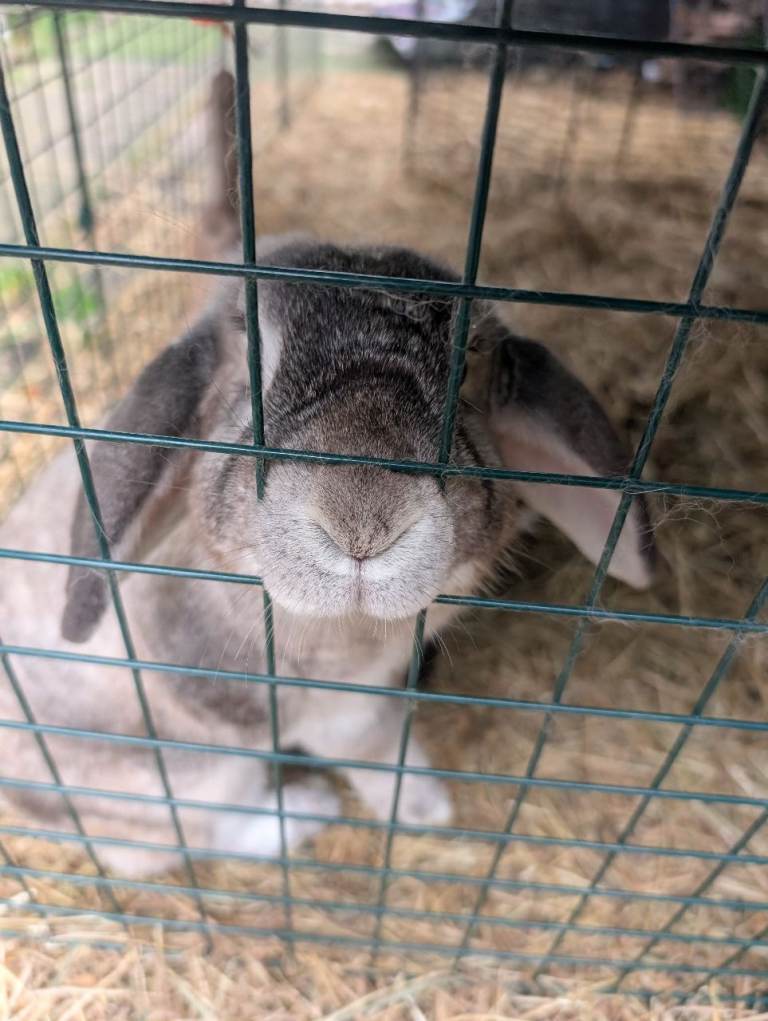 Jasmine and Buttercup 