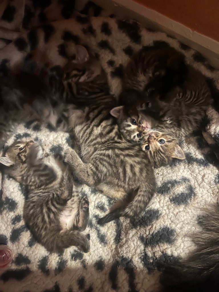 Kittens ready for there forever homes