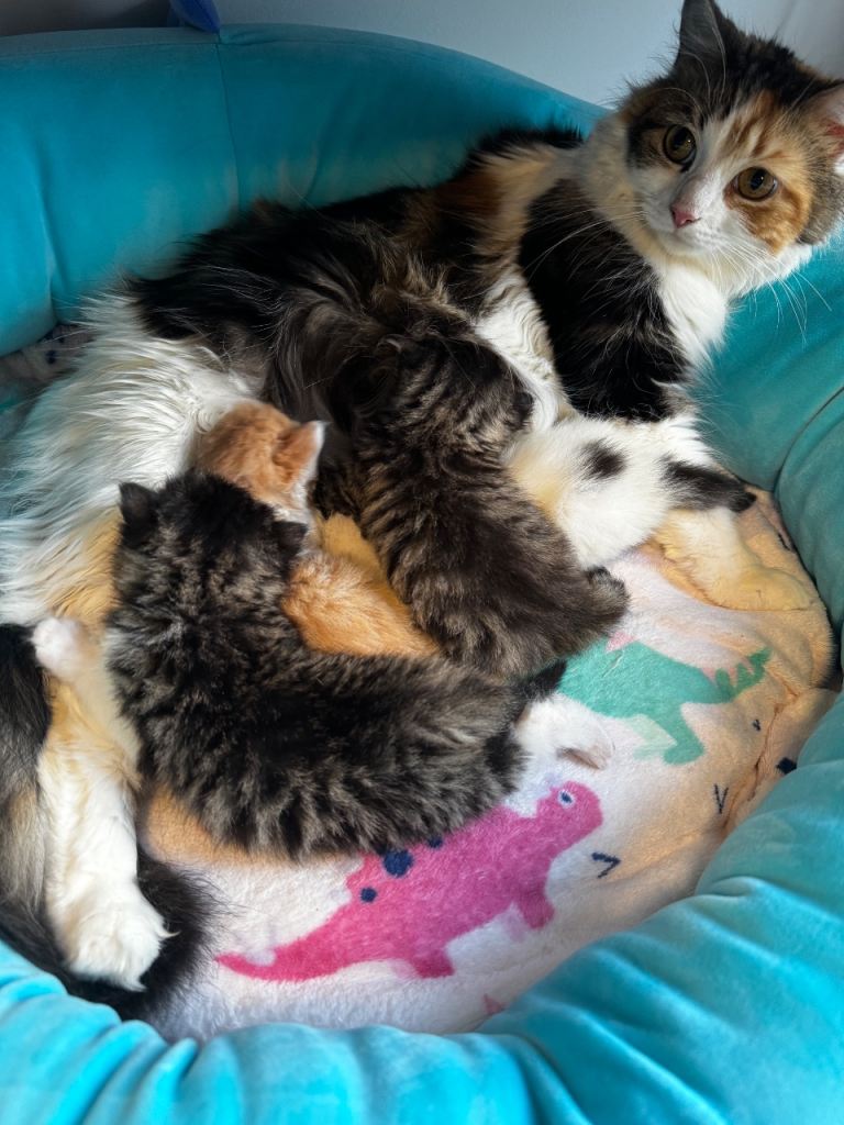 2 male and 2 female kittens 