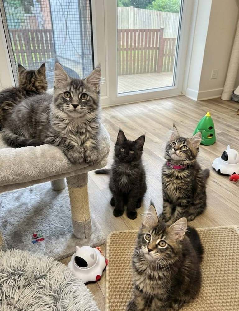 TICA Registered Maine Coon kittens 