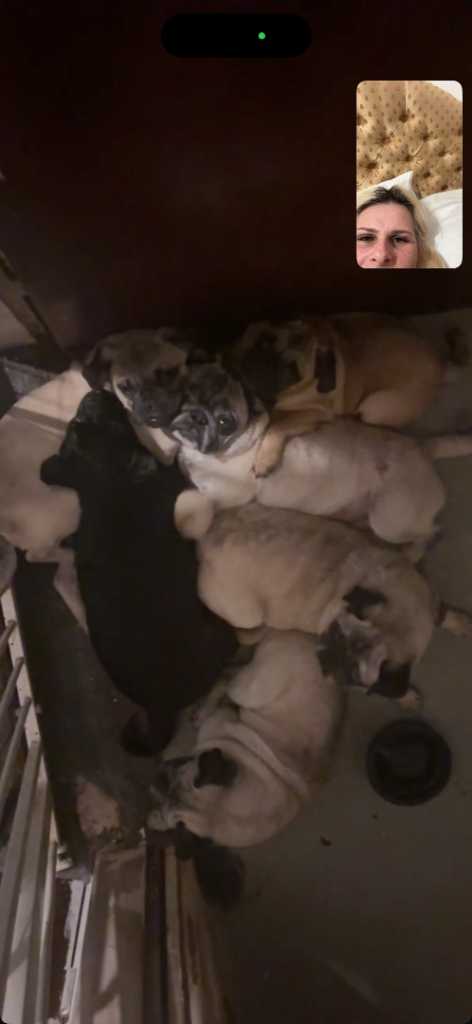 5 month old pug puppy 