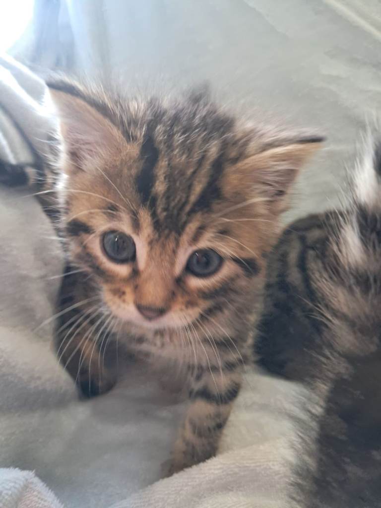 Half bengal cats